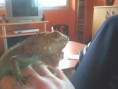 /album/fotogaleria/leguan00-jpg/