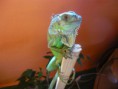 /album/fotogaleria/leguan05-jpg/
