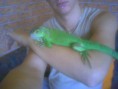 /album/fotogaleria/leguan09-jpg/