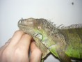 /album/leguan-feri-a-mala/p1060613-jpg/