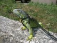 /album/leguan-feri-a-mala/a27072013245-jpg/